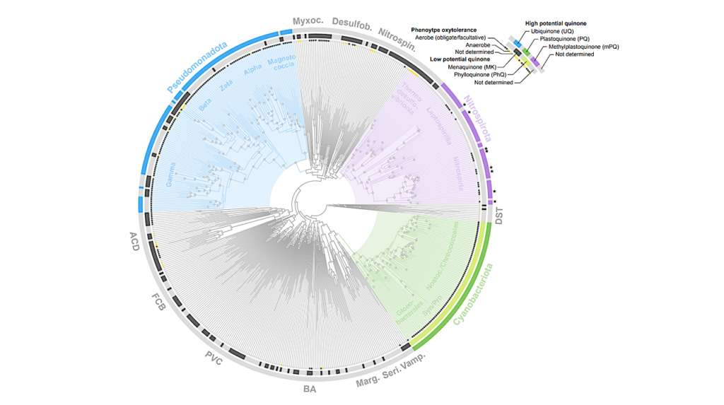 A Novel Quinone Biosynthetic Pathway Illuminates The Evolution Of Aerobic Metabolism