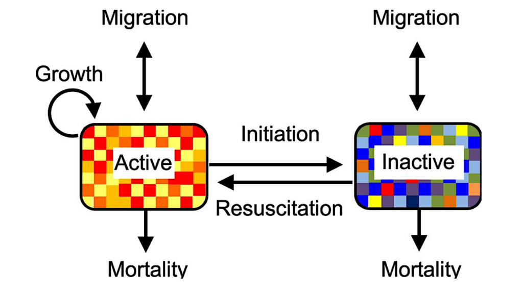 Dormancy in the Origin, Evolution and Persistence of Life on Earth