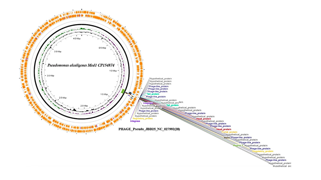 Extremophile Spinoffs: Bioactive Compounds Identified In Bacteria From The Andes