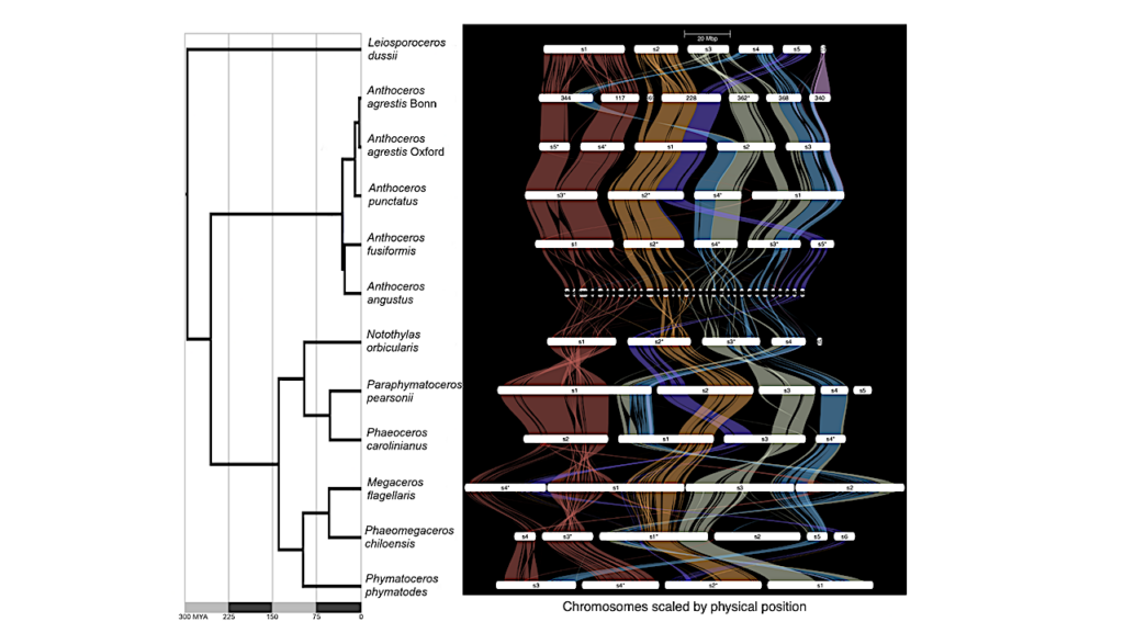 Hornwort Genomes Provide Clues On How Plants Moved From Water To Land On Earth