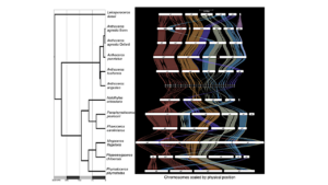 Pan-phylum syntenic plot including Anthoceros angustus (not chromosomal scale assembly). Ribbons colored in reference to Leiosporoceros dussii. The chromosomes were drawn in proportion to physical lengths, not by syntenic block size as shown in Fig. 1. -- Nature Plants