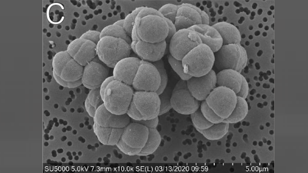 Hydrogenotrophic methanogenesis at 7–12 mbar by Methanosarcina barkeri Under Simulated Martian Atmospheric Conditions