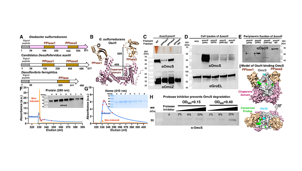 Machinery Behind Bacterial Nanowires Discovered