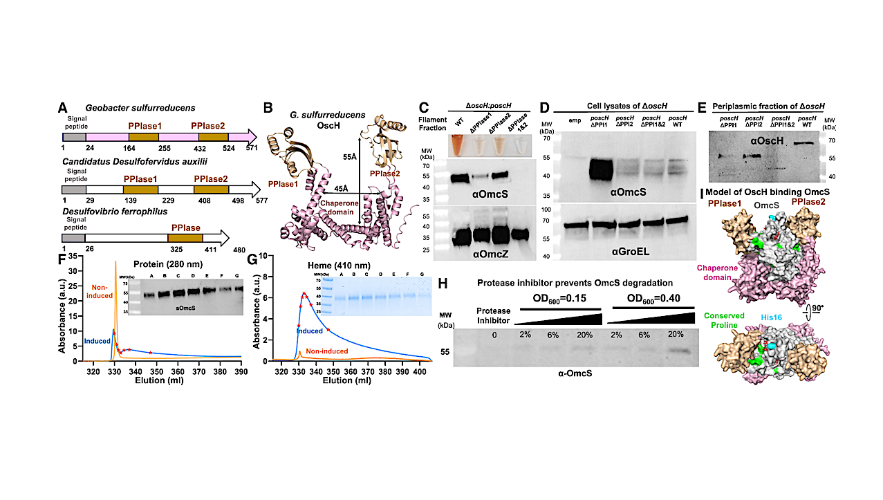 Machinery Behind Bacterial Nanowires Discovered