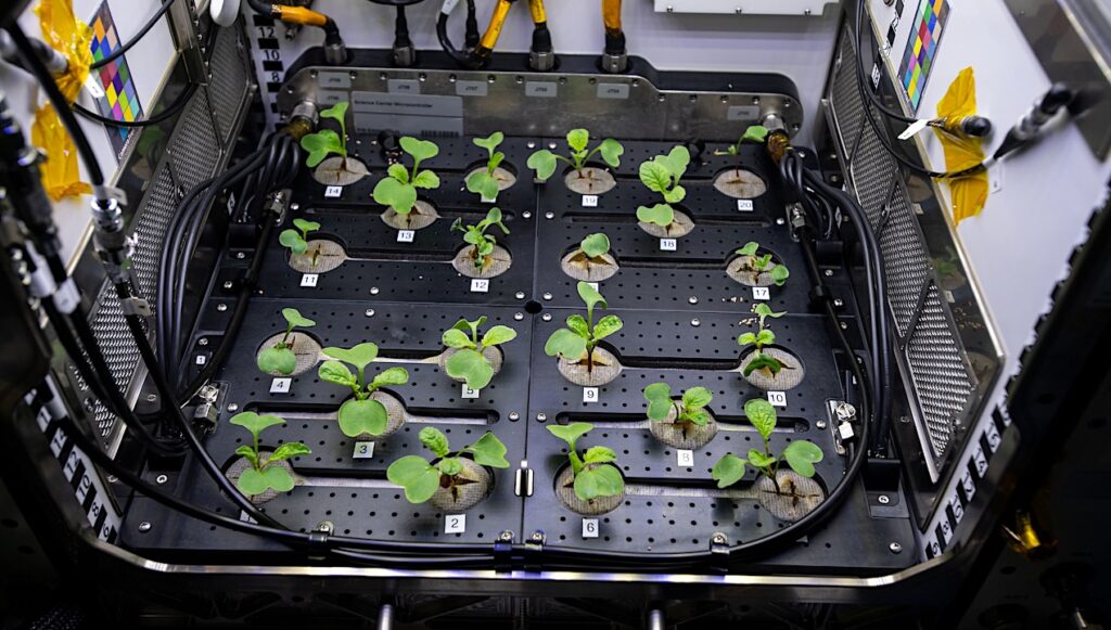 Morphological and Photosynthetic Pigment Screening of Four Microgreens Species Exposed to Heavy Ions