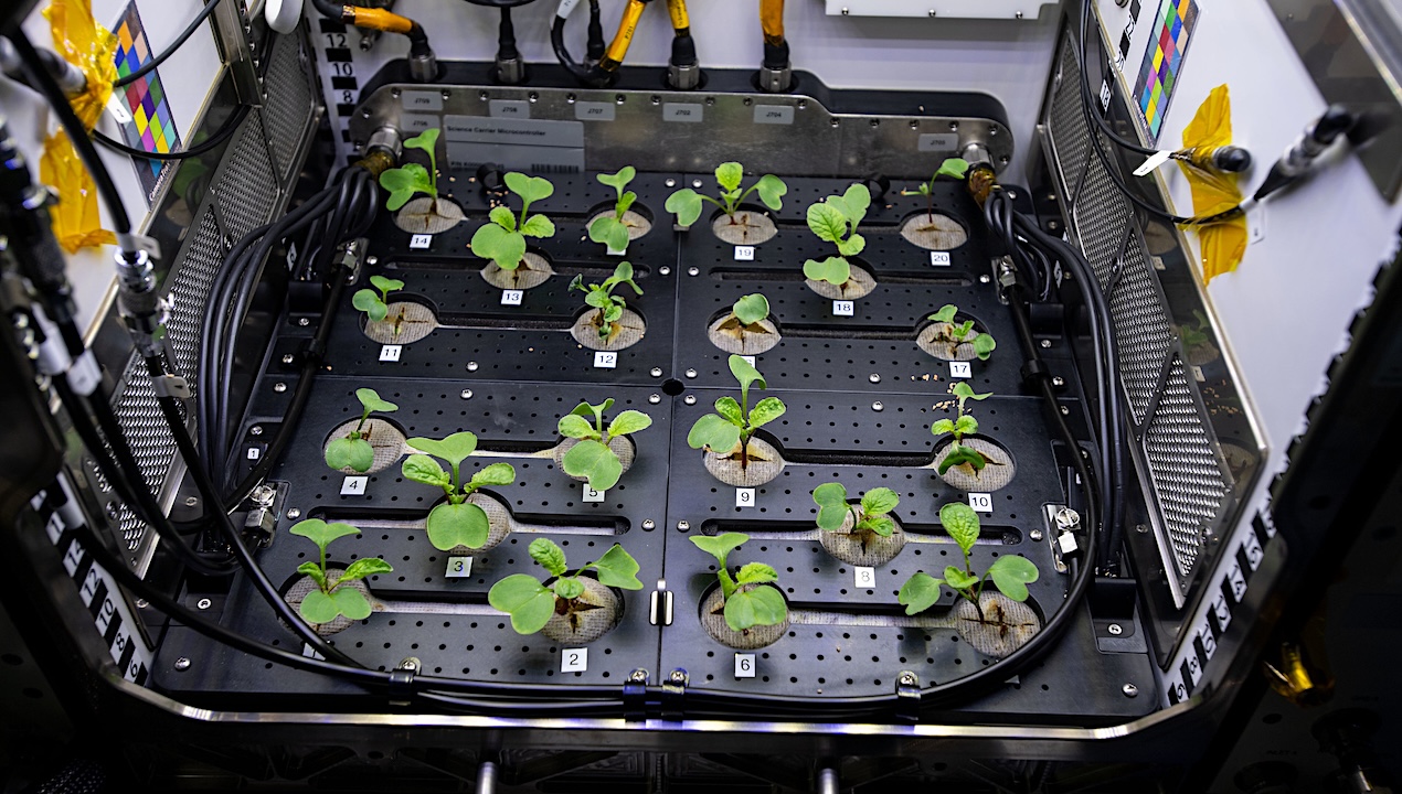 Morphological and Photosynthetic Pigment Screening of Four Microgreens Species Exposed to Heavy Ions