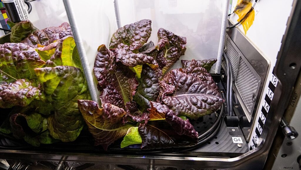 Offworld Agriculture: Red Romaine Lettuce