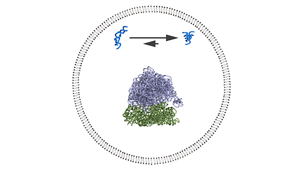 Protocell Effects on RNA Folding, Function, and Evolution