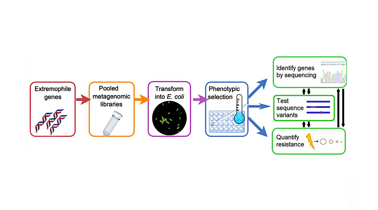 Raiding Nature’s Genetic Toolbox For UV-C Resistance By Functional Metagenomics