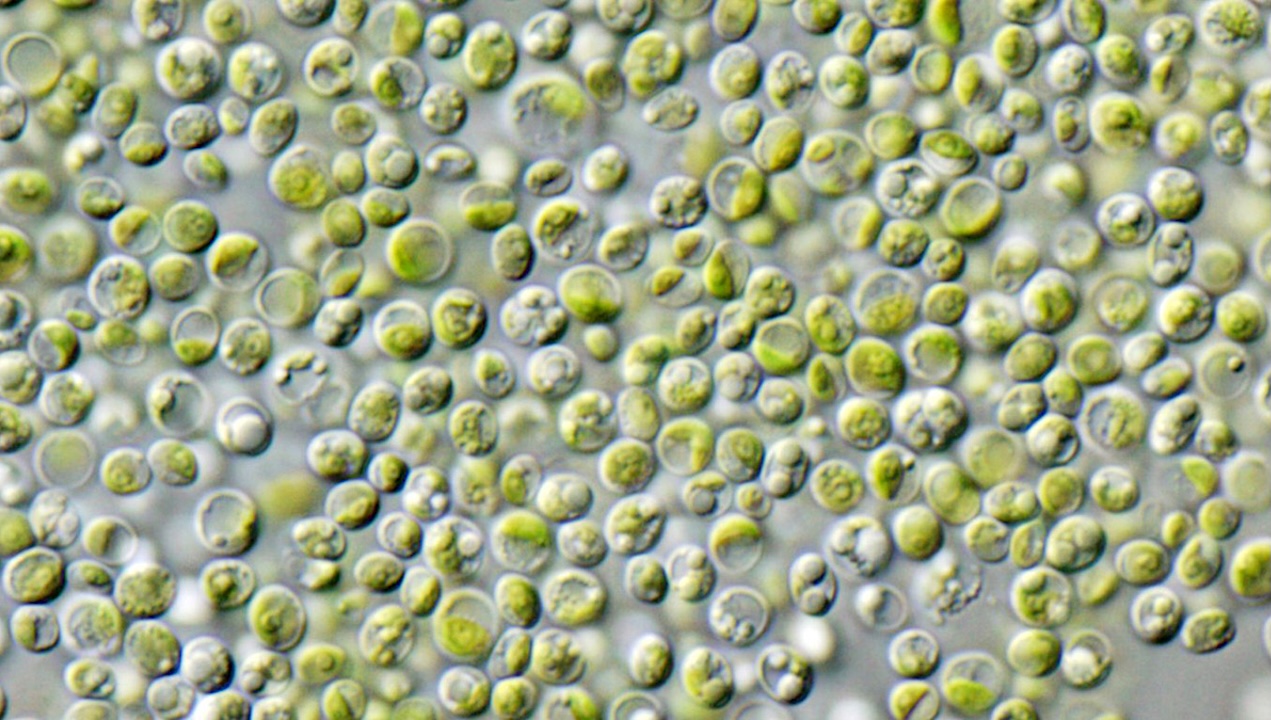 Resilience of Chlorella vulgaris to Simulated Atmospheric Gas Compositions of Mars, Jupiter, and Titan