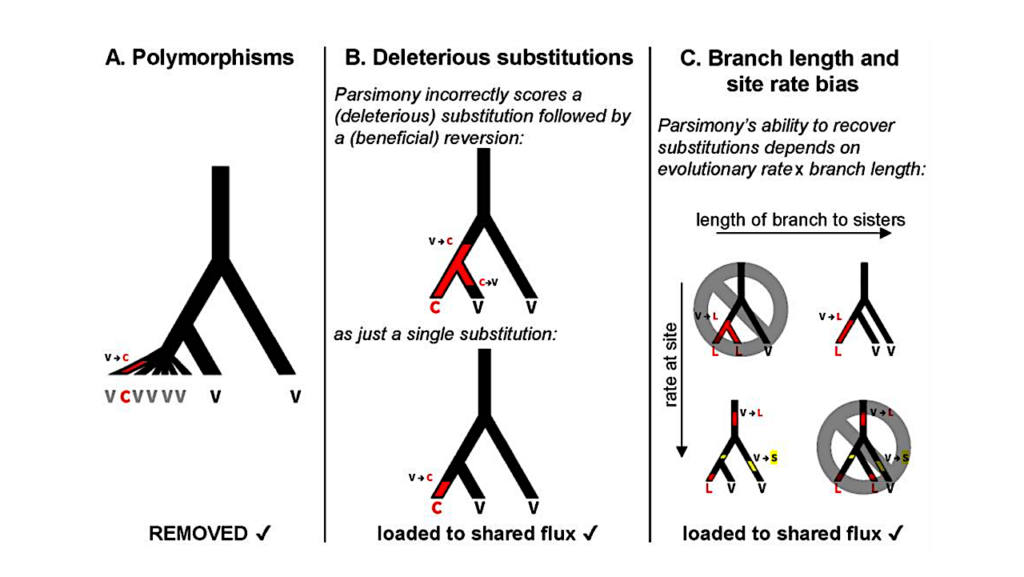 The Effectiveness Of Selection In A Species Affects The Direction Of Amino Acid Frequency Evolution