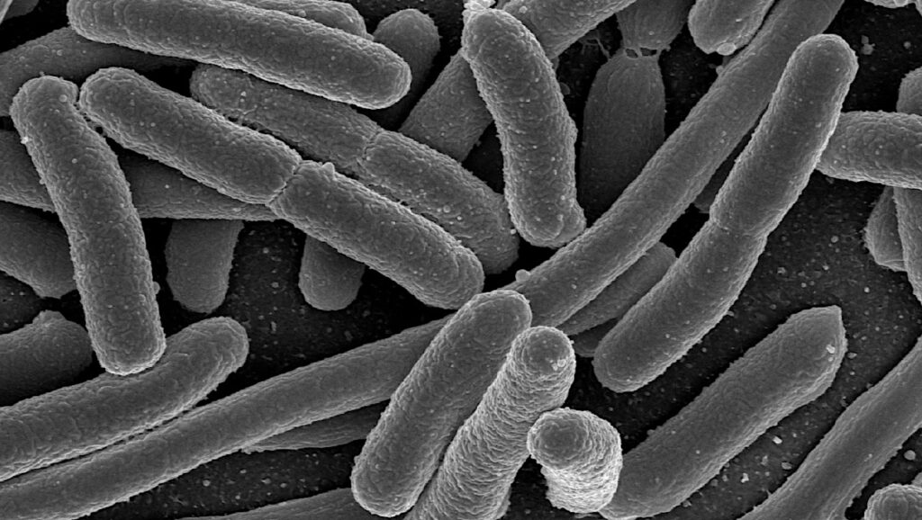 The Role Of Atmospheric Composition In Defining The Habitable Zone Limits And Supporting E. coli Growth