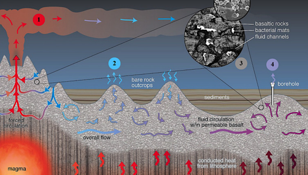 The Subseafloor Crustal Biosphere: Ocean’s Hidden Biogeochemical Reactor