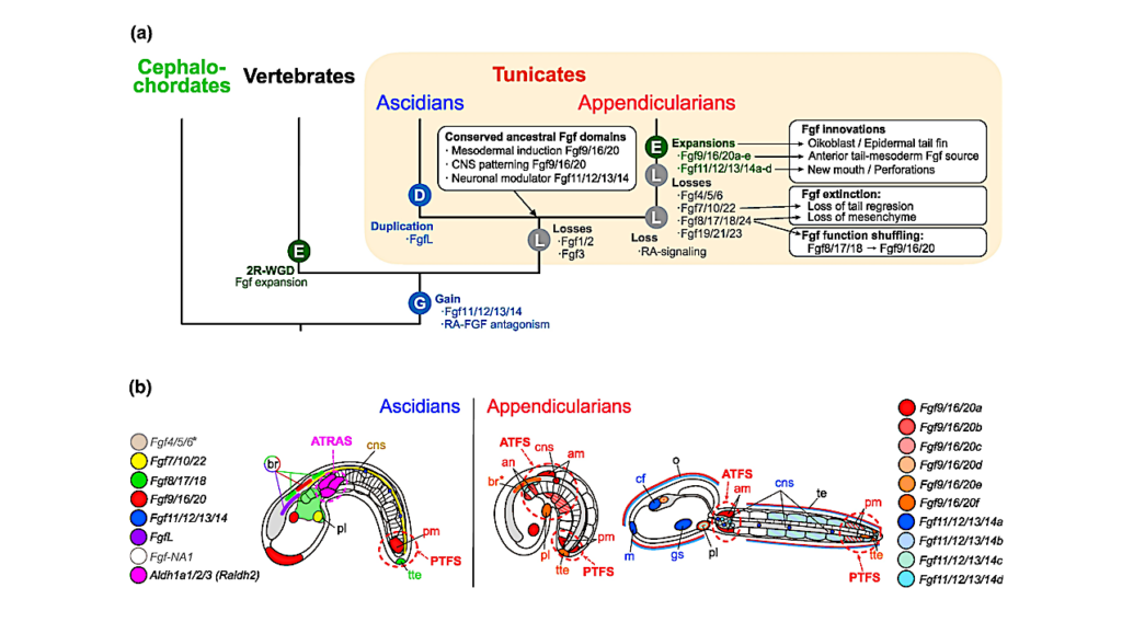 A New Evolutionary Scenario Marked By Massive Gene Loss And Expansion