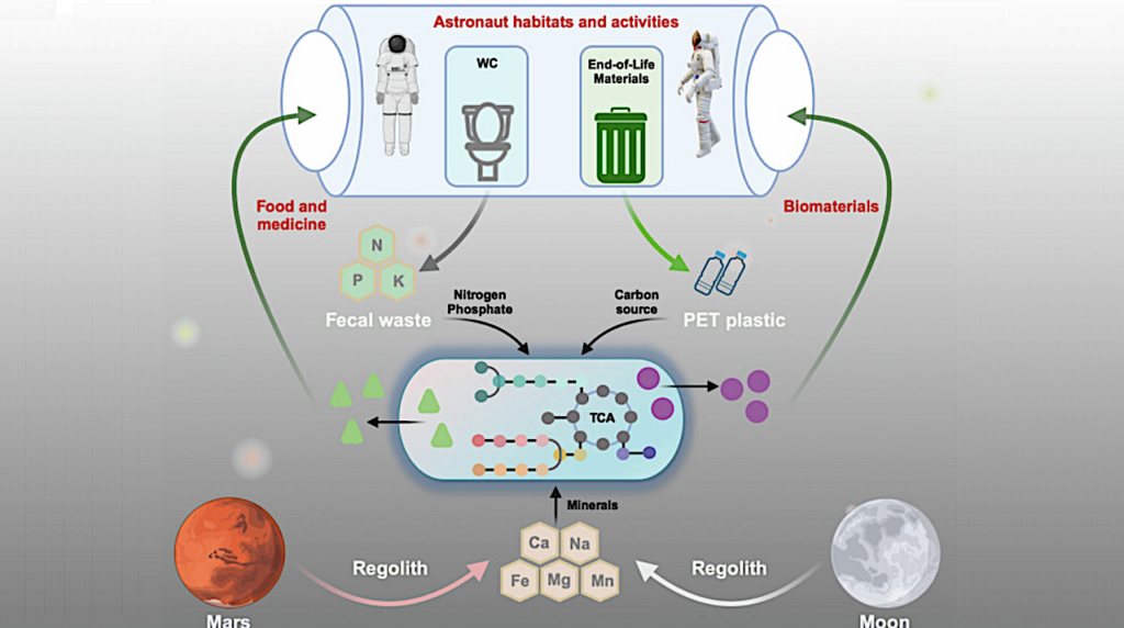 Developing An Alternative Medium For In-space Biomanufacturing