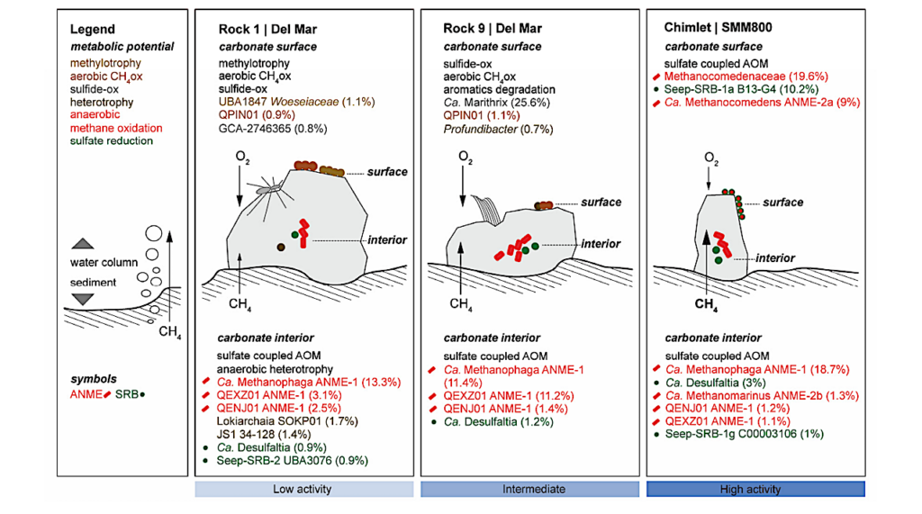 Distinct Microbial Communities Within and On Seep Carbonates Support Long-term Anaerobic Oxidation of Methane and Novel pMMO Diversity