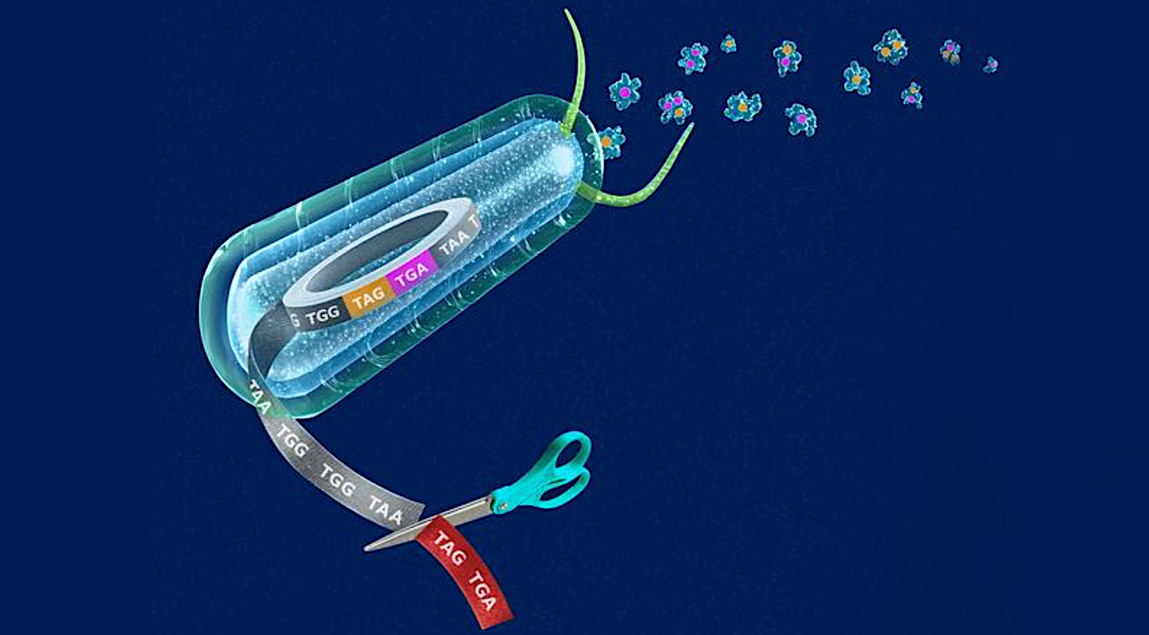 Recoding A Genome For Programmable Synthetic Proteins