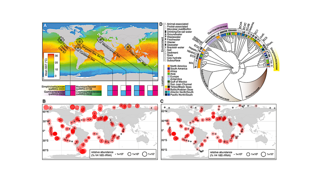 Symbiotic Bacteria Ride Along With Marine Cells In Earth’s Oceanic Upper Layer