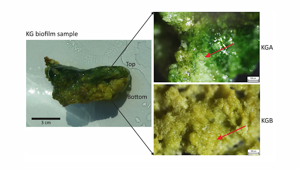 Adaptation to Extreme Conditions: Thermal Water Biofilm Studies Could Help Understand Ancient Ecosystems