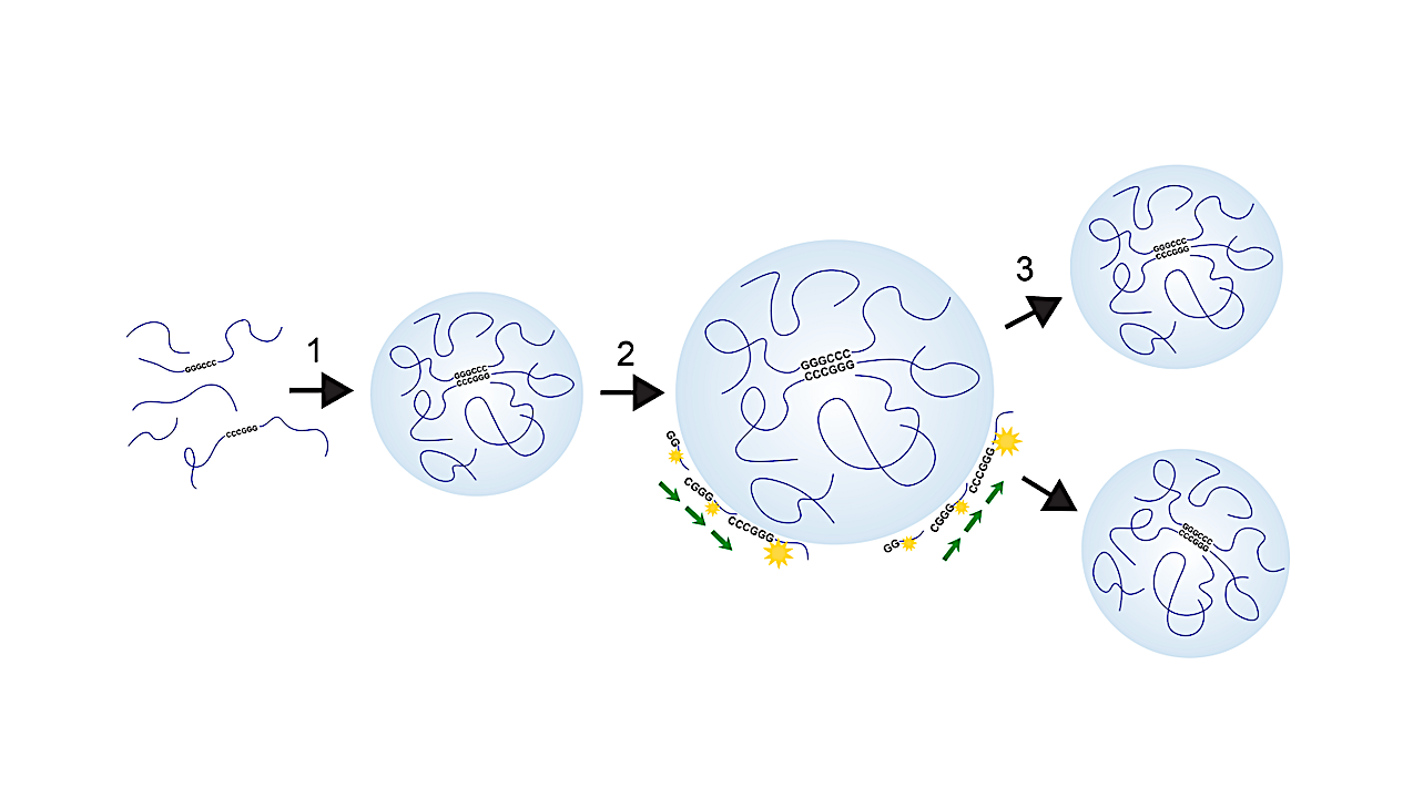 An RNA Condensate Model For The Origin Of Life