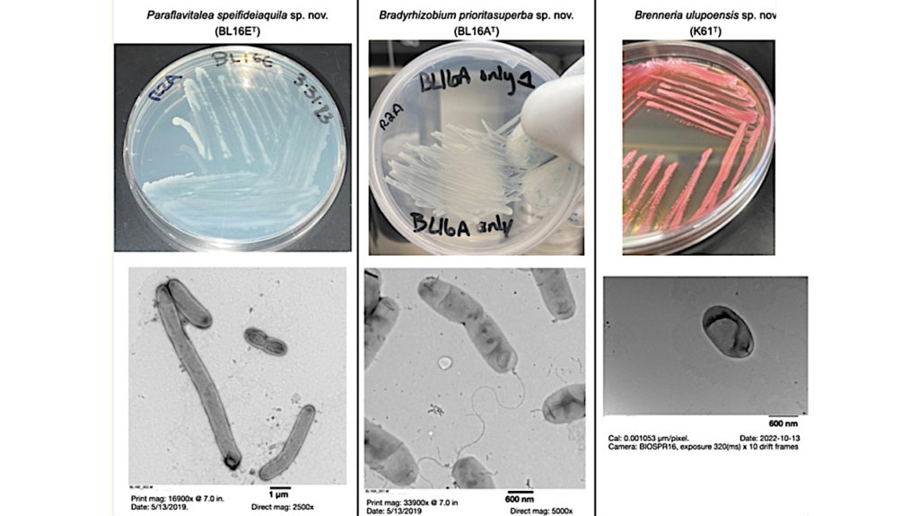 Bridging Place-Based Astrobiology Education with Genomics