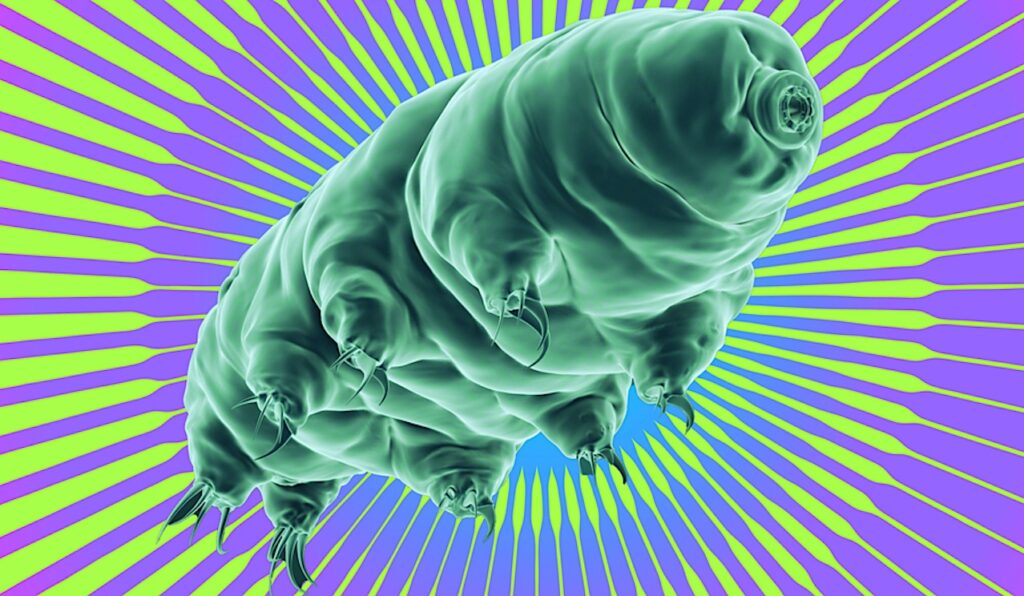 Extremophile/Astrobiology Spinoff: A Tardigrade Protein May Help Cancer Patients Tolerate Radiation Therapy