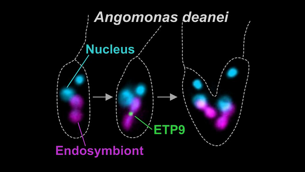 How An Organelle Evolves