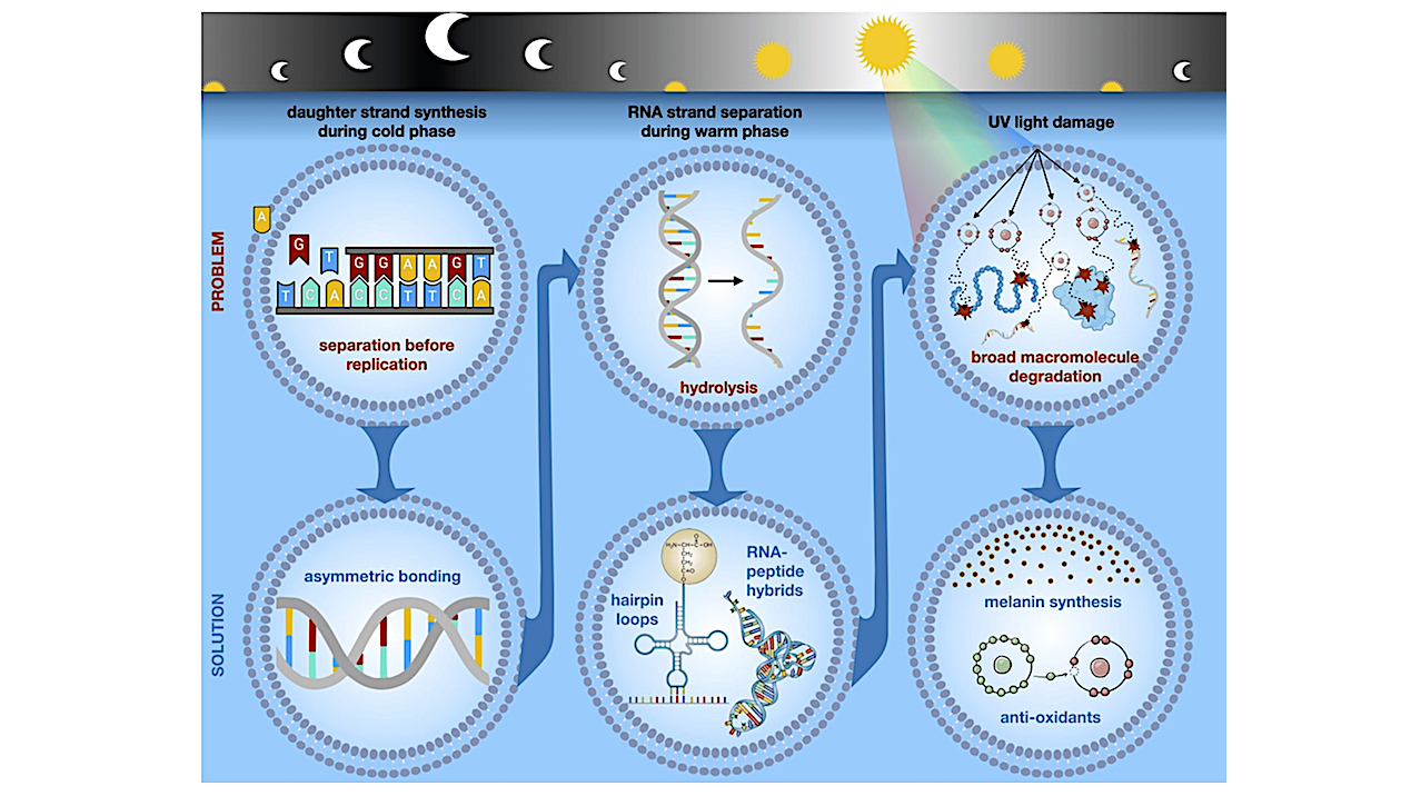 On the Origin of Information Dynamics in Early Life