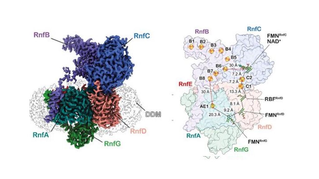 Without Oxygen: How Primordial Microbes Breathed