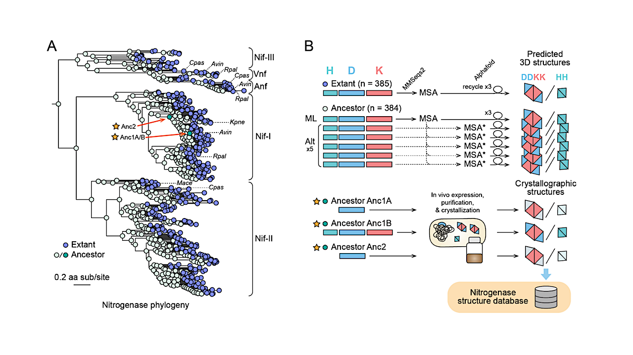 Structural Evolution Of Nitrogenase Enzymes Over Geologic Time