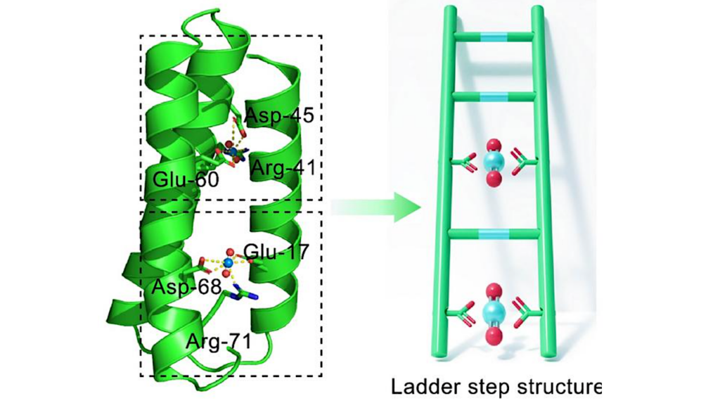 SynBio: Enhanced Biological Uranium Extraction From Seawater