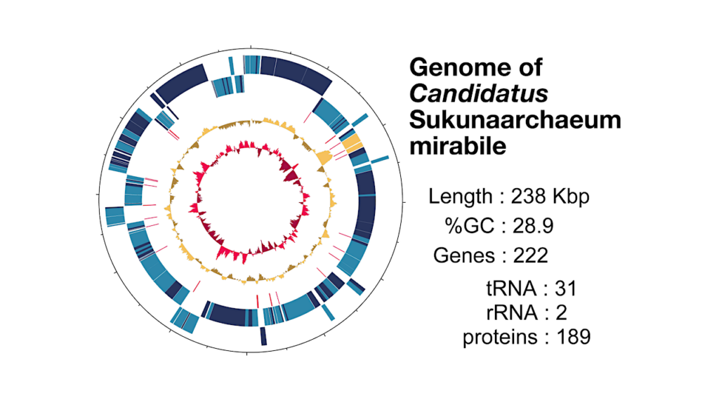 Candidatus Sukunaarchaeum Mirabile Is A Novel Archaeon With An Unprecedentedly Small Genome