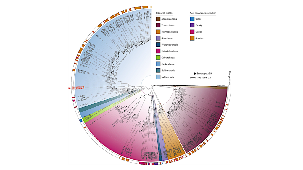Deep Origin Of Eukaryotes Outside Heimdallarchaeia Within Asgardarchaeota