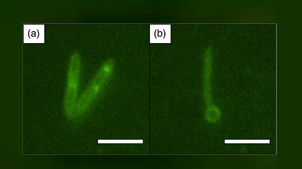 Dethiothermospora halolimnae gen. nov., sp. nov., A Novel Moderately Halophilic, Thermotolerant, Bacterium Isolated From A Brine Lake