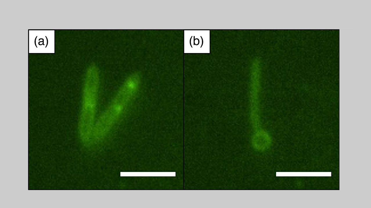 Dethiothermospora halolimnae gen. nov., sp. nov., A Novel Moderately Halophilic, Thermotolerant, Bacterium Isolated From A Brine Lake