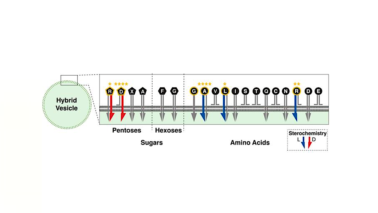 How Membranes May Have Brought About The Chemistry Of Life On Earth