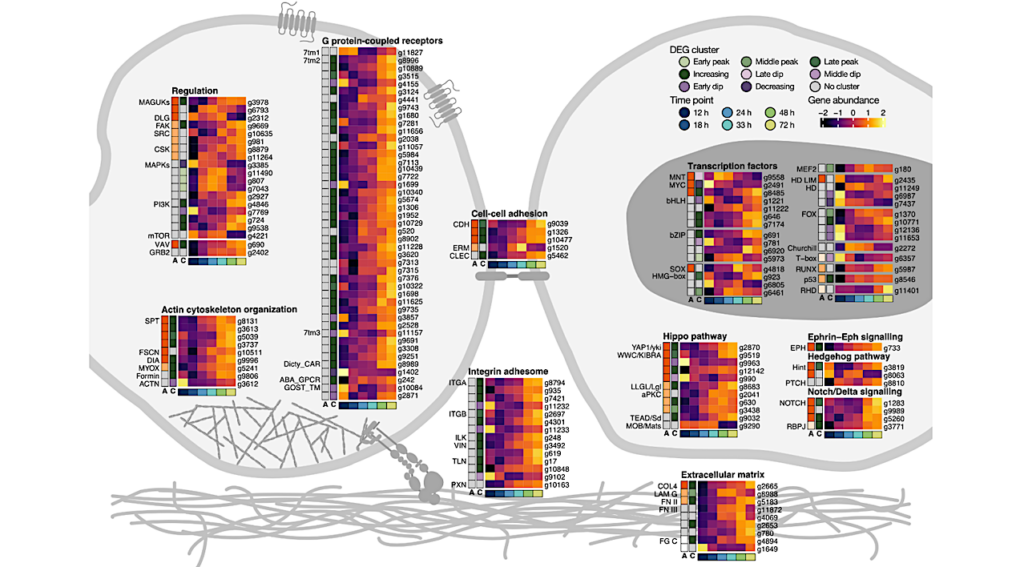 A Close Unicellular Relative Reveals Aggregative Multicellularity Was Key To The Evolution Of Animals