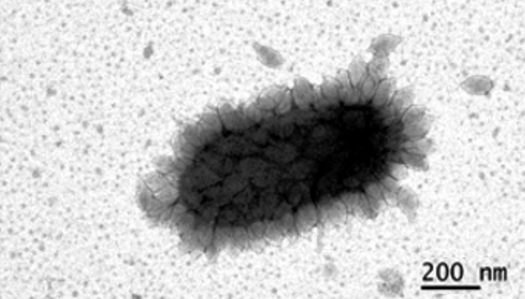 Novel Hot Spring Thermoproteota Support Vertical Inheritance of Ammonia Oxidation and Carbon Fixation in Nitrososphaeria