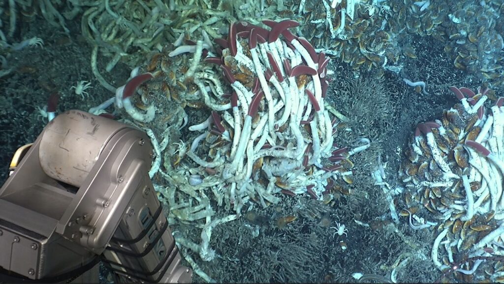Ocean Planet Exploration: Alvin Crew Witnesses Seafloor Eruption On The East Pacific Rise