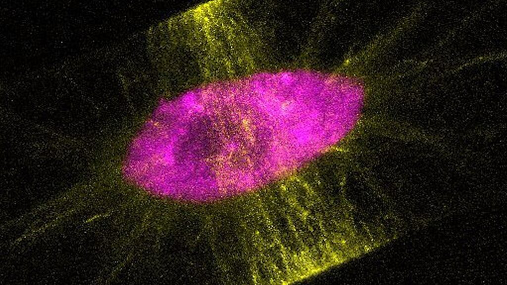 Offworld Life Science: Visualized Microtubules In Cell Cultures