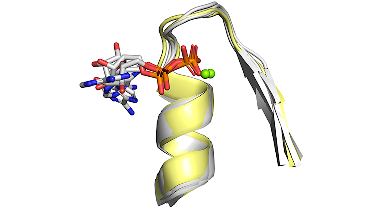 Researchers Challenge A Fundamental Assumption In Evolutionary Biochemistry