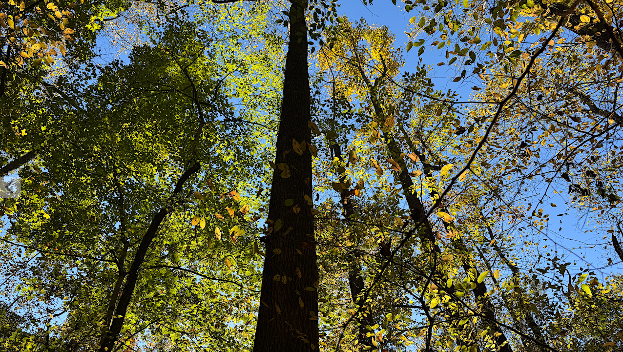 Keith Cowing’s Devon Island Journal – 2 Aug 2002: Green Overdose; Home At Last