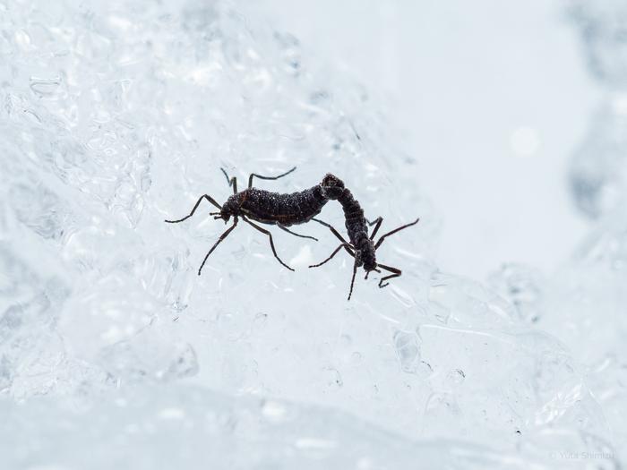 Antarctica’s Only Native Insect’s Unique Survival Mechanism