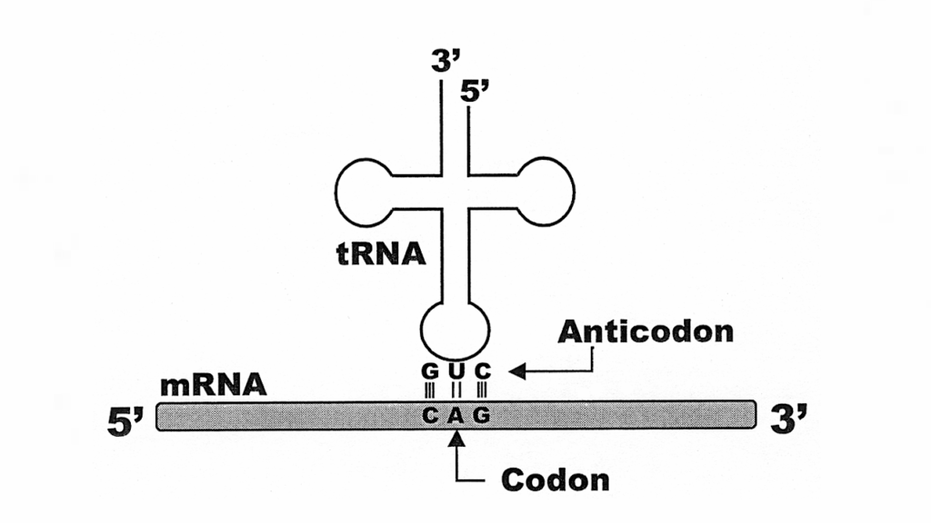 Biochemical ‘Cambrian’ Explosion-implosions: The Generation And Pruning Of Genetic Codes