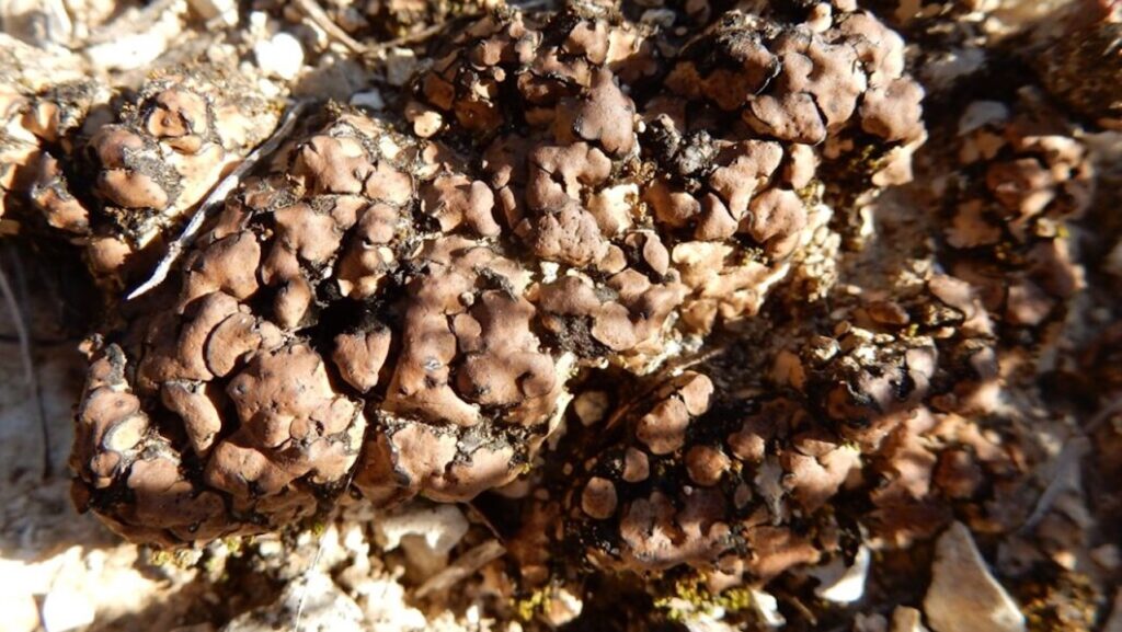 Desert Lichen Offers New Evidence For The Possibility Of Life On Other Planets