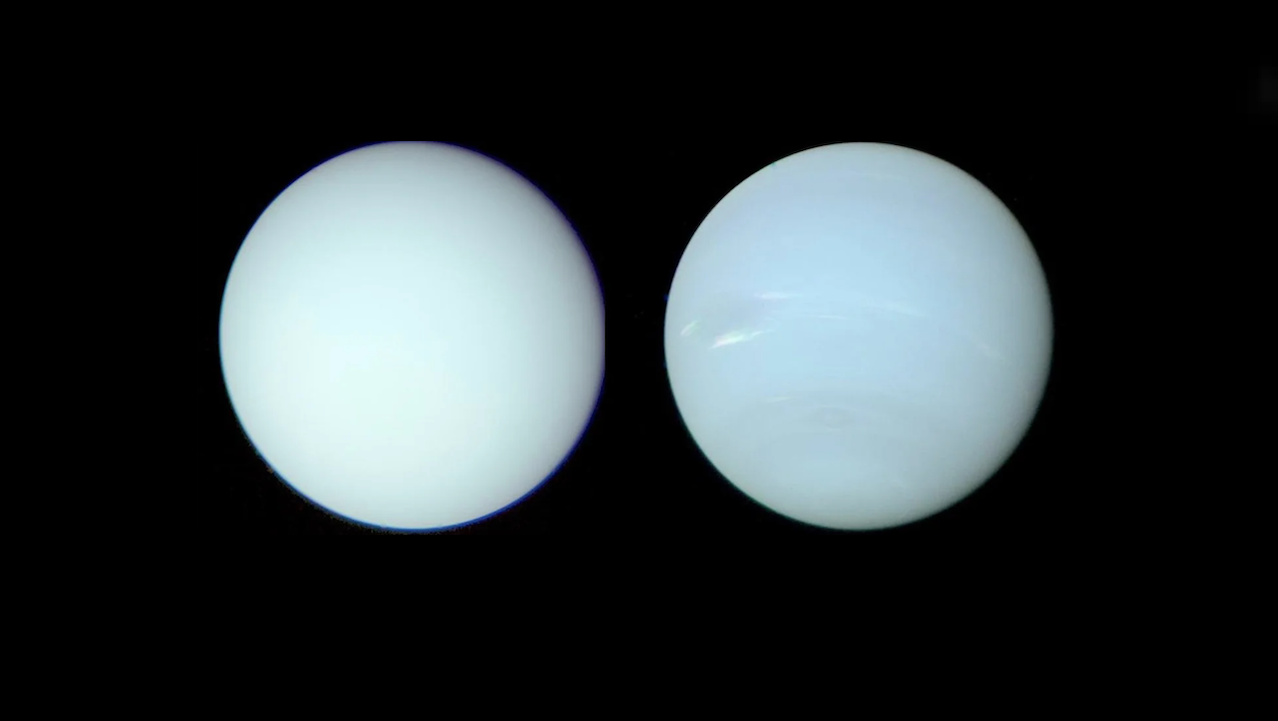 Different Inhomogeneous Evolutionary Histories for Uranus and Neptune