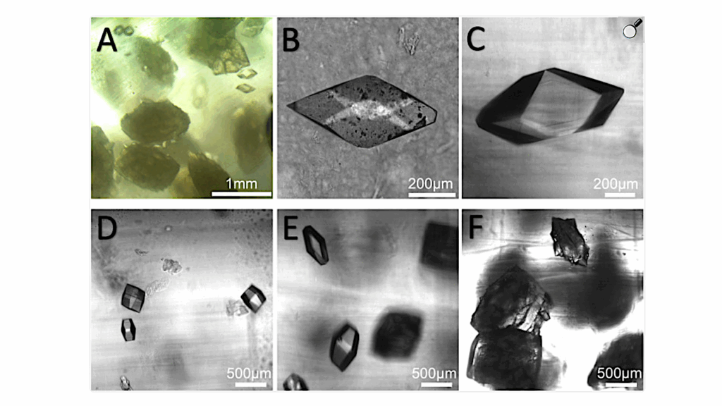 Exploring The Potential Of A Bioassembler For Protein Crystallization In Space