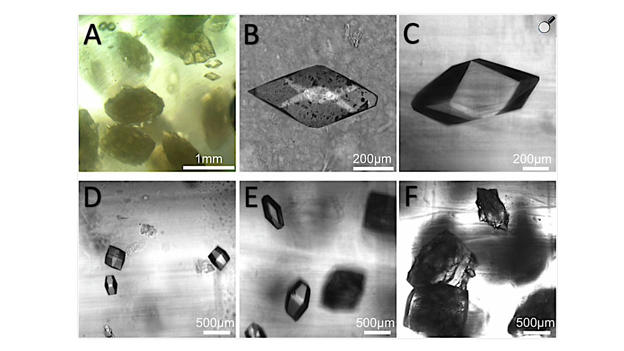 Exploring The Potential Of A Bioassembler For Protein Crystallization In Space