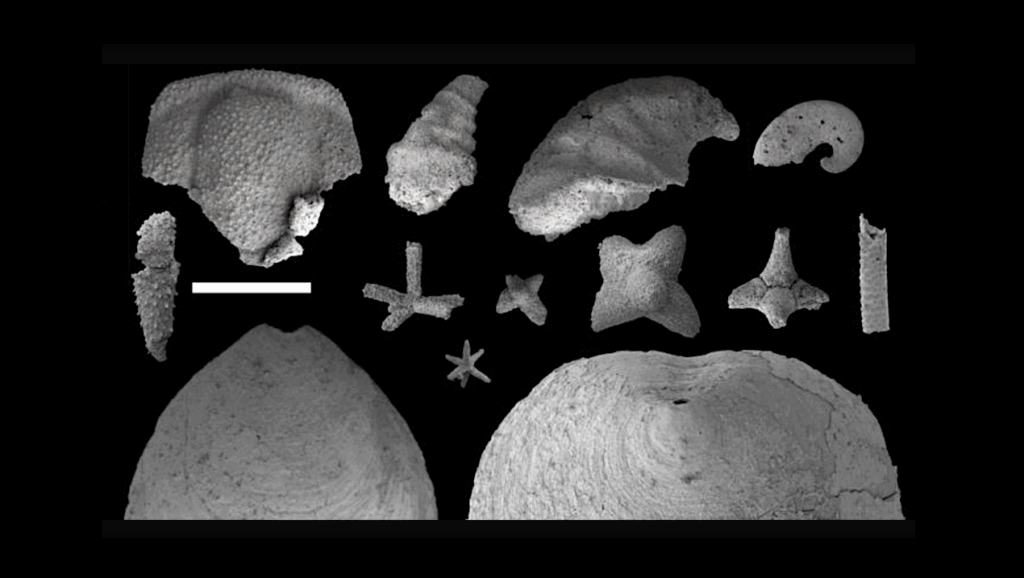 Fossils Reveal New Clues About Early Ocean Life On Earth
