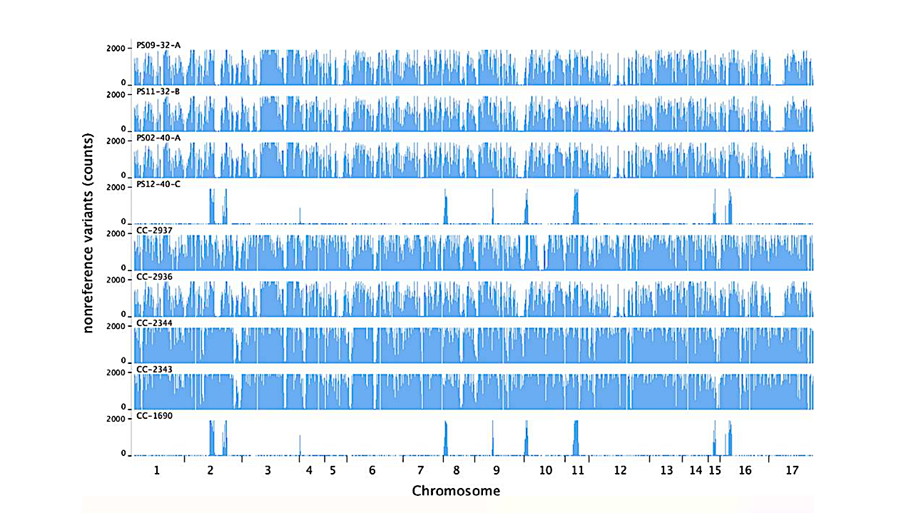 Genetic Predisposition Toward Multicellularity in Chlamydomonas reinhardtii